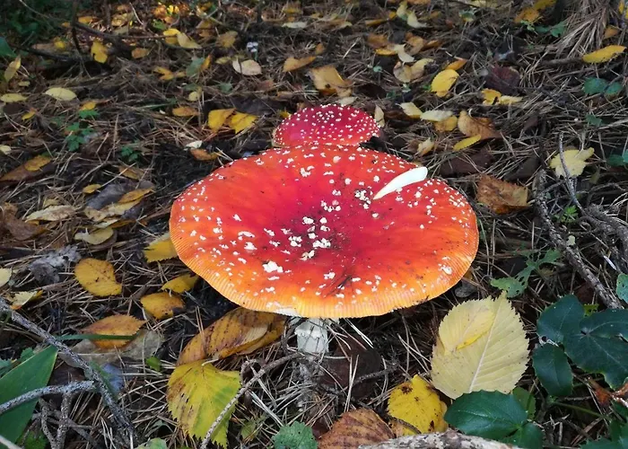 Fewo In Koepenick